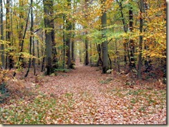 automne près de Bourron-Marlotte (1)