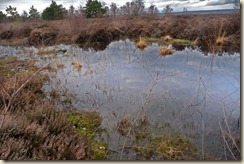 Mares de platière au Coquibus (2)