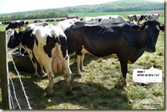 vaches laitières Holstein (1) vaches laitières Holstein (1)