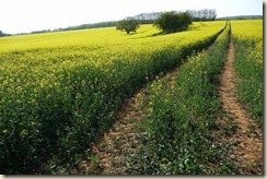 Colza en Bourgogne Colza en Bourgogne
