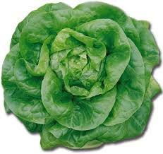 [lettuce[3].jpg]
