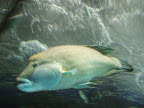 Comical fish comical pictures
