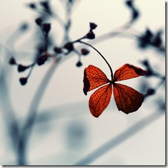 2b6f115d72431699b9c3540c8a71c3c6