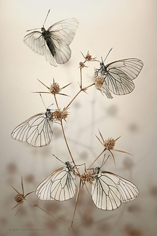 [360391-5-goth-wings[7].jpg]