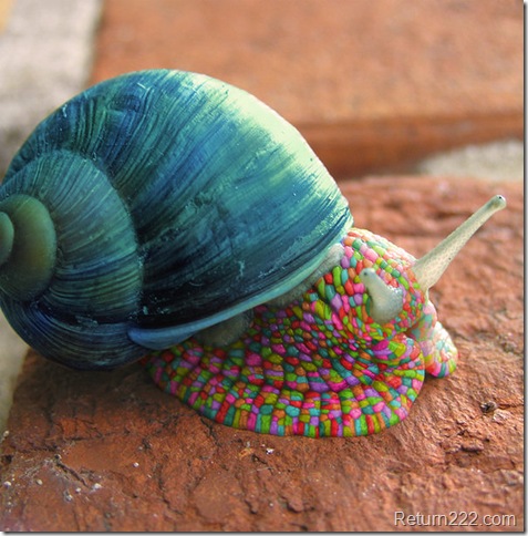 Psychedelic_Snail_by_deaddonkeysrule Psychedelic_Snail_by_deaddonkeysrule