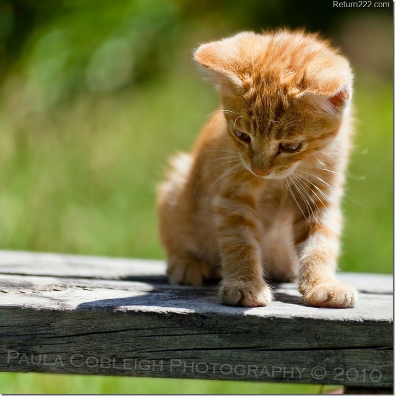 you_dropped_my_cheezburger_by_la_vita_a_bella-d3a9bx3 you_dropped_my_cheezburger_by_la_vita_a_bella-d3a9bx3