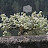 Pomares - Primavera na Quinta da Marquesa