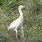 Garça boieira - Carraceiro - Bubulcus ibis