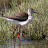 Pernilongo - Himantopus himantopus