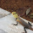Lagarto Maldivas