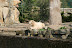 Knut (Berlin Zoo)