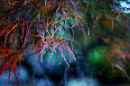 Delicate red leaves spread.