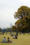 Neatly spaced autumn enjoyers in Shinjuku Gyoen