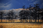 Further in the distance grew these dark pines