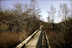 A path leading into Senjogahara Moor