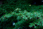 . . . and these leaves don't know it's fall!
