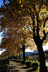 Ginko trees line the entire street.