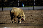 There was a random sheep farm out in the middle of the hiking path.