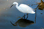 Egrets don't beg for food, they hunt for their own.