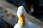 A big white mallard tries to nap in the sun.