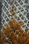 A ginko tree challenges Cocoon Tower