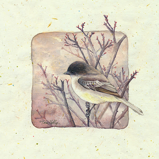 Bird Studies