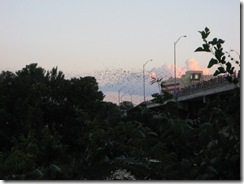 June-July  11th 2009 038