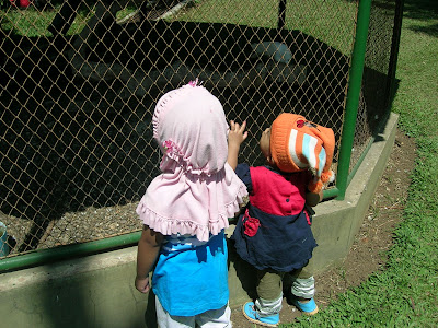 seeing many animals