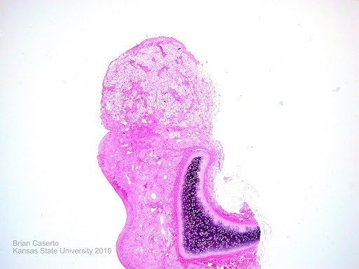canine turbinates