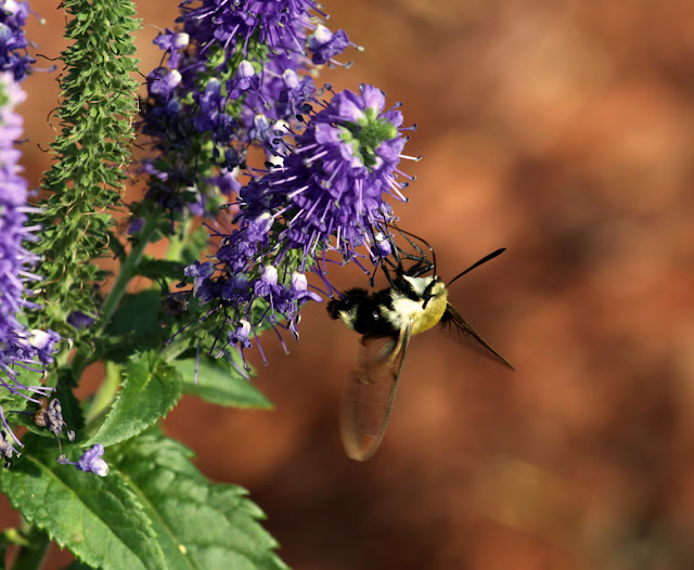 IMAGE: http://lh3.ggpht.com/_9CPibW0cfCw/TDZLHShrAUI/AAAAAAAAAdQ/euMRbC2rXVc/s640/25-2.jpg