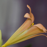 Abstraktes aus der Blumenwelt...