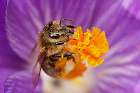 photoblog