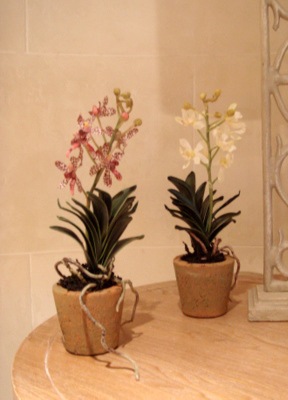 [Indulge Decor- mini vanda orchid[3].jpg]