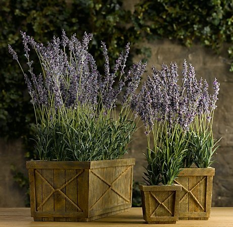 [Restoration Hardware- faux lavender[3].jpg]