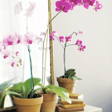 [pinkgray_orchids via dress design & decor[3].jpg]