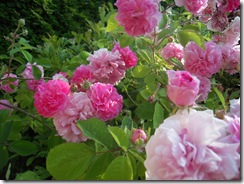 DSCN0661