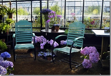 petersham nurseries hydrandgea