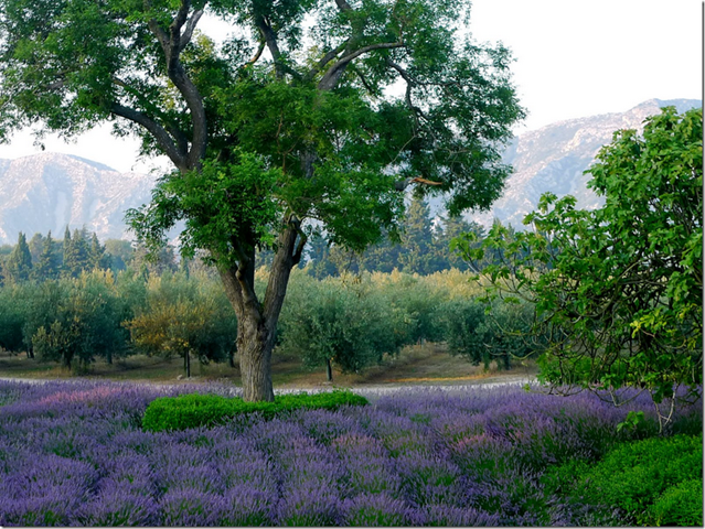 [French Essence Vicki Archer lavender field photo Carla Coulson.png]
