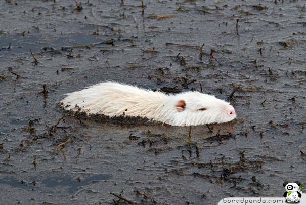 When God Runs out of Paint: 26 Albino Animals