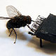 The Adventures of Mr. Fly