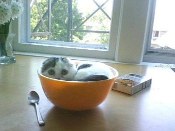 [cat04[3].jpg]