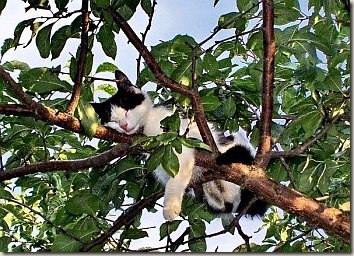 cat09