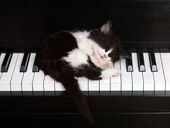 [cat10[3].jpg]