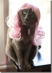 kitty wigs 05