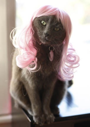 [kitty wigs 05[2].jpg]