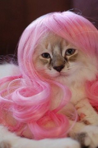 [kitty wigs 01[2].jpg]