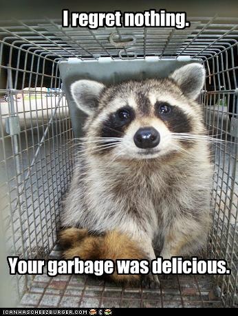 [funny-pictures-raccoon-ate-your-garbage[3].jpg]