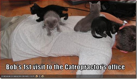funny-pictures-kittens-are-chiropractors