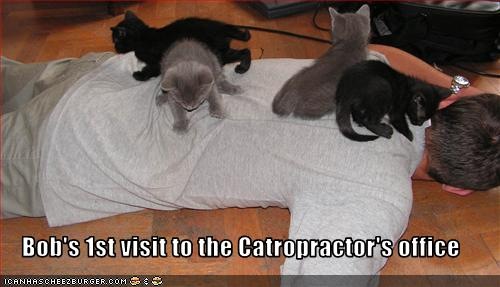 [funny-pictures-kittens-are-chiropractors[3].jpg]