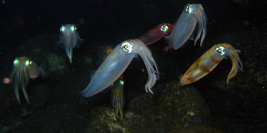 bigfin-squid-group-Kona-2.jpg